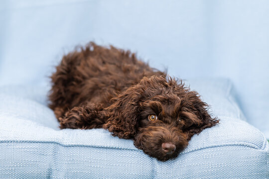Chocolate cavoodle puppy on blue bed