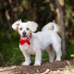 Small white dog with red bow in forest