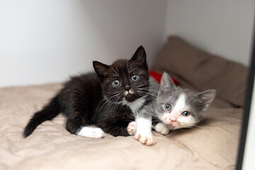 Kittens in animal shelter © Laura