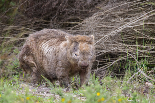 Wombat with mange