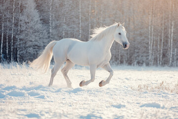 Obraz premium A white horse galloping through a snowy landscape with trees in the background.