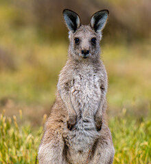 Fototapeta premium young kangaroo looking at camera