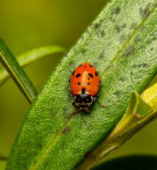 ladybug on leaf