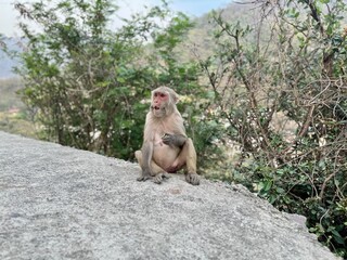 インド・リシケシの野生猿