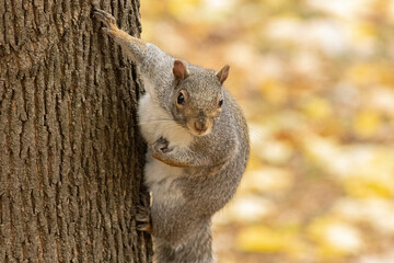 Squirrel posing for the camera