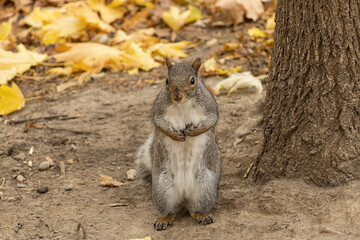 Squirrel posing for the camera