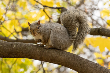 Squirrel posing for the camera