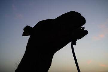 silhouette of a camel
