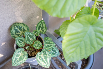 バルコニーの植物