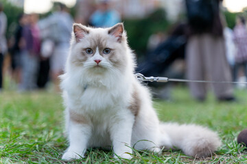 a serene moment of a Ragdoll cat sitting calmly on a lush green field. With its soft, luxurious fur...