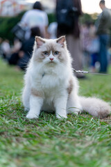 a serene moment of a Ragdoll cat sitting calmly on a lush green field. With its soft, luxurious fur and captivating blue eyes, the cat exudes elegance and tranquility.