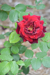 red rose in garden