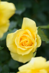 yellow rose in garden