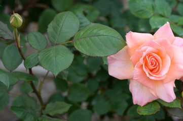 pink rose in garden