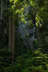 Tall Trees Attempt To Hide Basalt Columns
