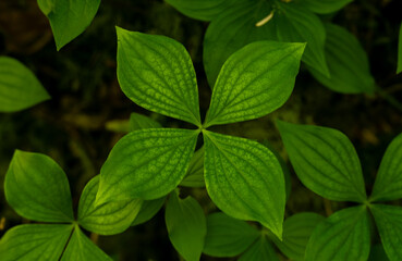 Texture Of Creeping Dogwood Leaves On Forest Floor