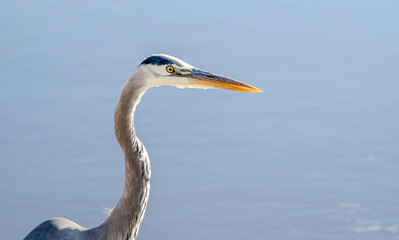great blue heron close up head