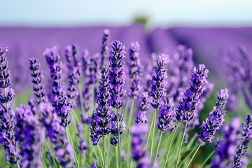 Fototapeta premium Vibrant lavender field in full bloom under a clear sky.