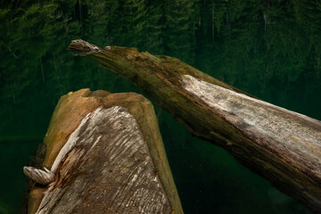 Two Logs Float Beneath The Calm Surface Of Green Lake