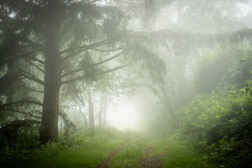 Fototapeta premium Two Track Trail Disappears Into The Fog And Overhanging Trees