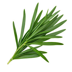 Obraz premium A green leafy plant with a long stem