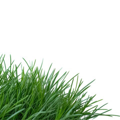 Fototapeta premium A close up of a green grassy area with a white background