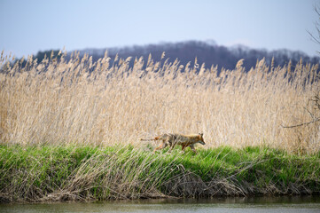 fox in a field