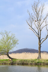 tree on the river
