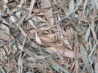 close up of a trunk with leaves