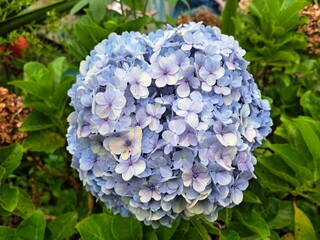 blue hydrangea flowers