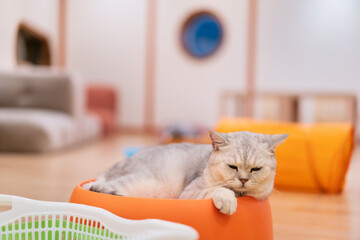 gray fluffy cat sitting resting relaxing to nap sleep on orange bowl bed or box alone and lonely feel at home or cat cafe for cute pet and young animal in thailand