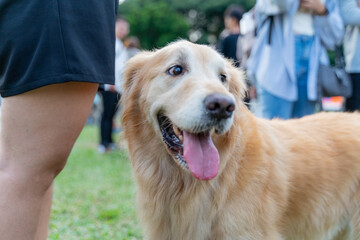 The cute golden retriever and its owner took advantage of the weekend to play on the grass	
