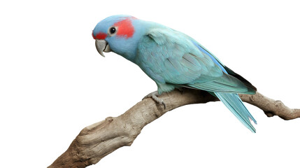 Obraz premium Beautiful Blue-Flashing Fischer's Lovebird (Agapornis fischeri) in Natural Habitat, Captivating Avian Wildlife Photography, Vibrant Tropical Bird with Unique Plumage, Perfect for Birdwatching and Natu