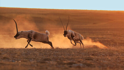 antelope in the desert