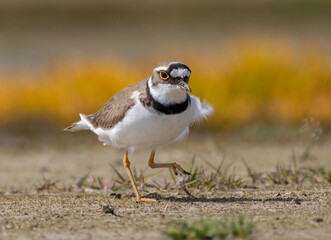 a small bird on the beach