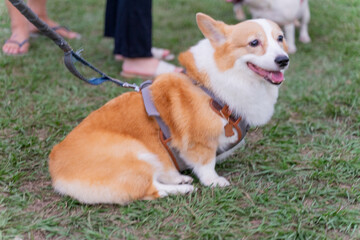 Cute corgi dog is quite happy and happy while walking on the grass in the spring park	
