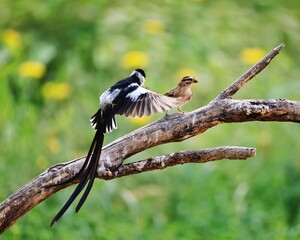 black headed woodpecker