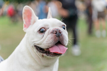 Fototapeta premium a cheerful white French Bulldog, also known as a Frenchie, strolling through a lush green field. Its wrinkled face and distinctive bat-like ears add to its adorable charm.