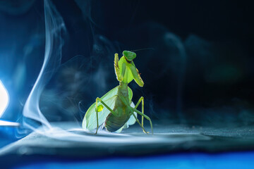 green frog on a green background