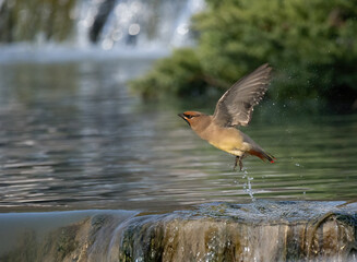 great blue heron ardea cinerea
