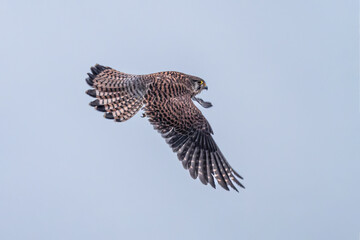 red kite in flight
