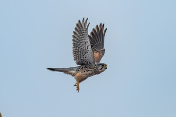 red tailed hawk in flight