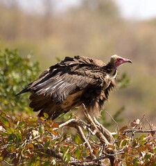 vulture in the serengeti tanzania