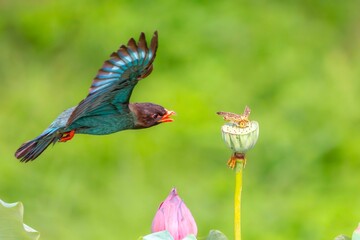 butterfly on a flower