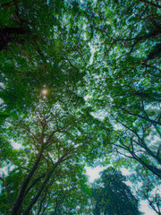 green forest in the morning