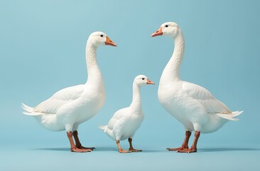 Fototapeta premium white geese on a soft blue background, in full growth, looking at the camera