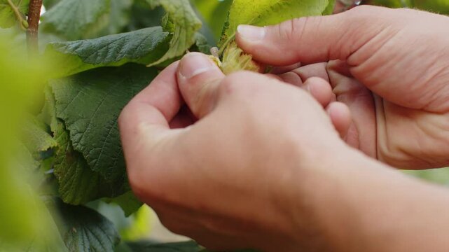 Close-up of male farmer hands plucks collects ripe hazelnuts from a deciduous hazel tree bunch in garden. Growing raw nuts fruit on plantation field. Harvest autumn farm time. Healthy natural eco food
