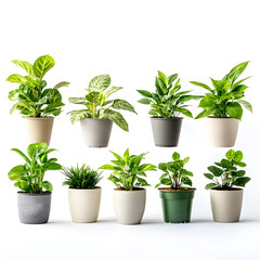 Fototapeta premium A vibrant display of various indoor plants in decorative pots, showcasing diverse foliage and textures, perfect for home decor and greenery enthusiasts.