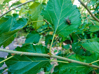 A single green plant emerges in a pot within a greenhouse under warm streaming sunlight, symbolizing new beginnings, hope, growth, and nurturing natural life.