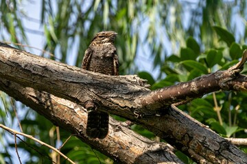 hawk on a branch